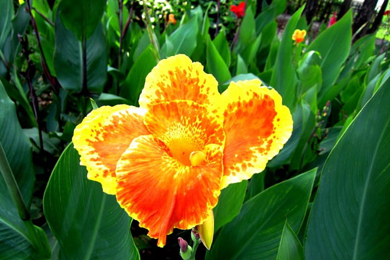 Brightly orange flower, flower, lovely, brightly, orange, HD wallpaper