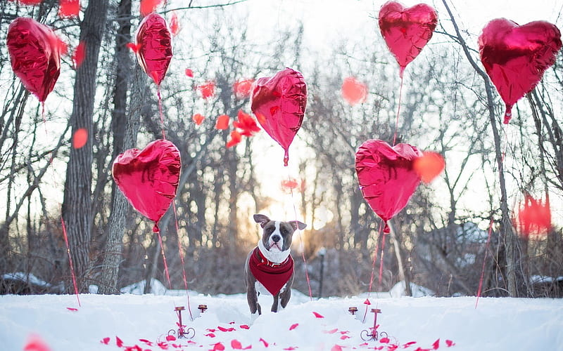 birtay, pet, track, balloons, american pit bull terrier, HD wallpaper