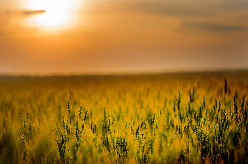 Yellow Green Field During Sunset, field, sunset, grass, nature, graphy, HD  wallpaper | Peakpx