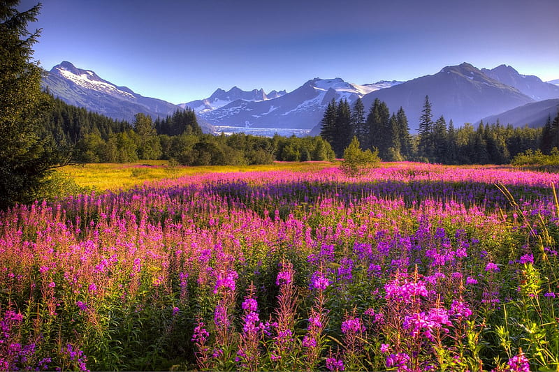 Mendenhall Glacier, Alaska, summer, flowers, trees, landscape, sky, HD wallpaper