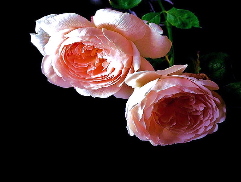 Sweet blooms, roses, pink, black background, large, HD wallpaper | Peakpx