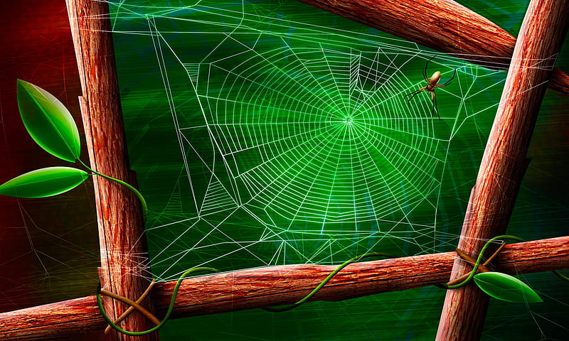 Spider's web., web, home, silk, arachnid, spider, HD wallpaper