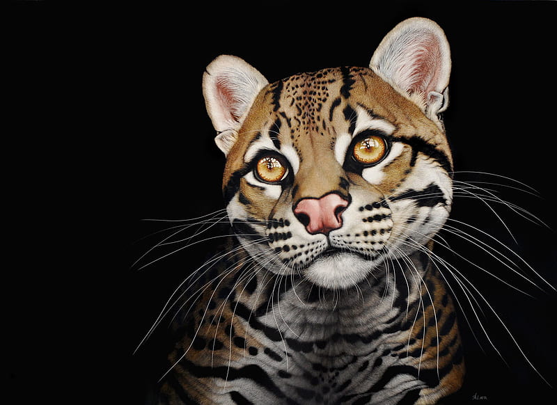 Looking, wildcat, bigcat, cat, eyes, animal, HD wallpaper