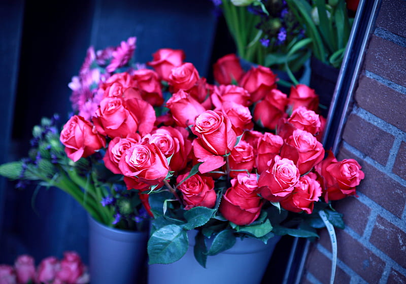 Roses, red, lovely, rose, vase, bonito, pink roses, graphy, tub, bunch, flowers, beauty, nature, petals, pink, blue, HD wallpaper