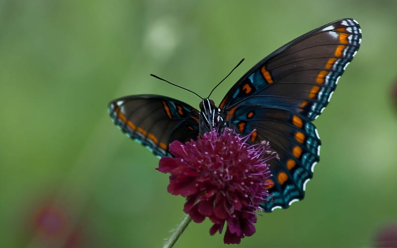 swallowtail butterfly-Animal graphy, HD wallpaper