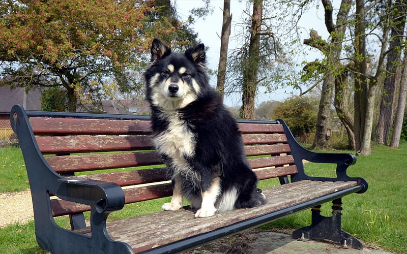 *** Dog on a bench in the park ***, bench, park, animals, dogs, dog, animal, HD wallpaper