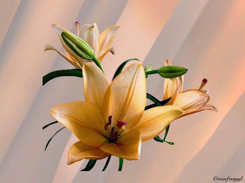 Hoa Lily là loài hoa vô cùng đẹp mắt với màu trắng tinh khiết, tượng trưng cho tình yêu và sự tinh khiết. Hãy đến và chiêm ngưỡng bức ảnh về hoa Lily để được lắng đọng trong thiên nhiên thanh tịnh.