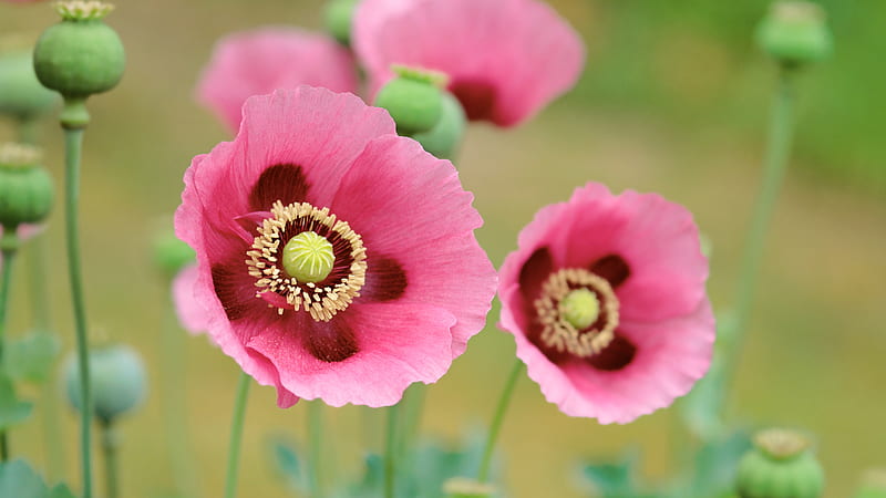 Poppies, Wonderful, Garden, Flowers, Nature, HD wallpaper