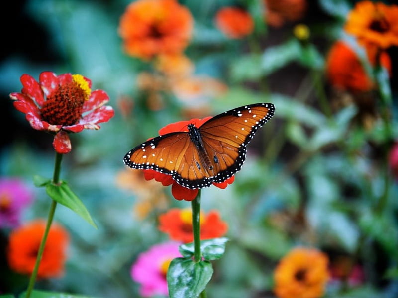 Come to the garden, butterfly, orange, flowers, black, garden, HD wallpaper