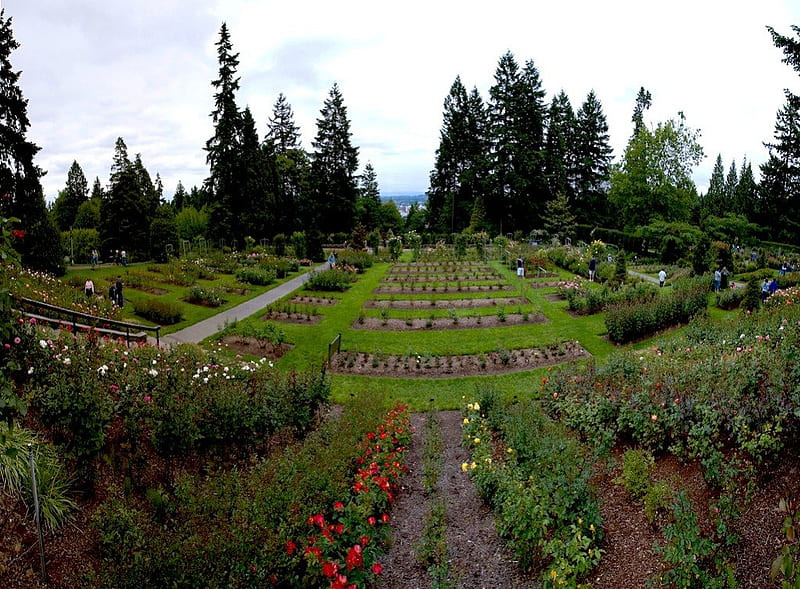 Portland, Oregon Rose Test Garden, rose, city of roses, northwest, pacific, garden, portland, HD wallpaper
