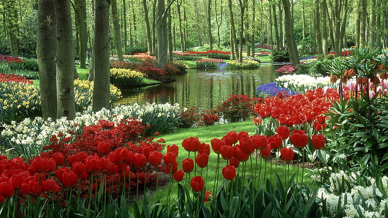 Lake Surrounded By Colorful Flowers In The Forest Nature, HD wallpaper