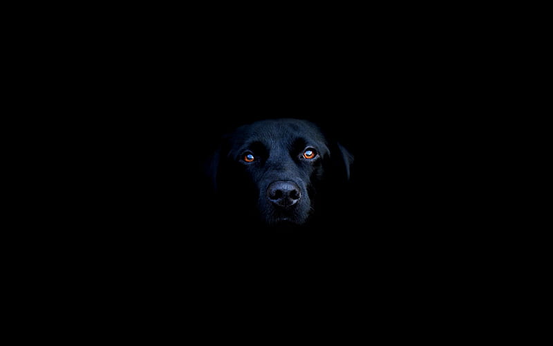 Labrador (Dual), dual monitor, graphy, british, labrador, dark, black, dual screen, HD wallpaper