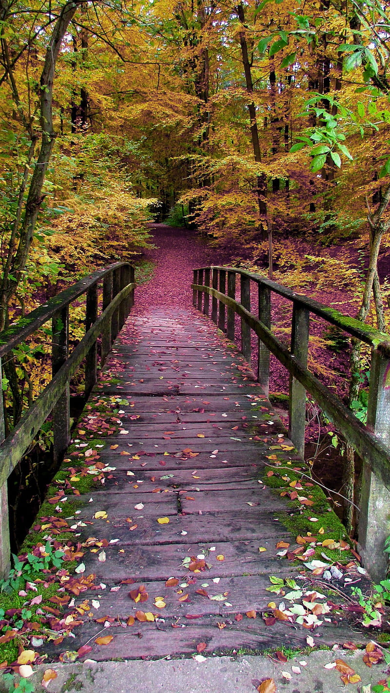 Wooden bridge, autumn, bridge, colorful, fall, forest, leaves, nature, trees, wood, HD phone wallpaper