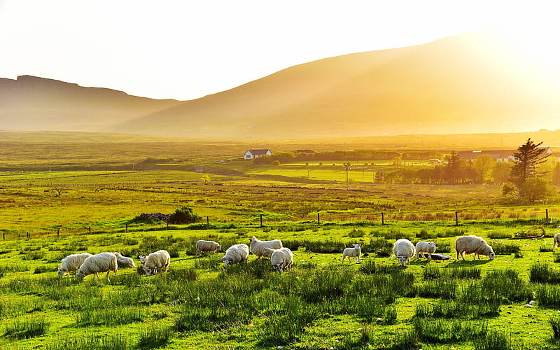 Morning sunlight green grassland grazing sheep, HD wallpaper