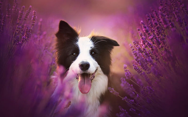 Happy, australian shepherd, black, tongue, animal, cute, border collie, purple, flower, funny, white, field, dog, HD wallpaper