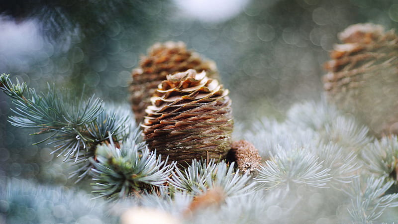 Pine Cone Pictures  Download Free Images on Unsplash