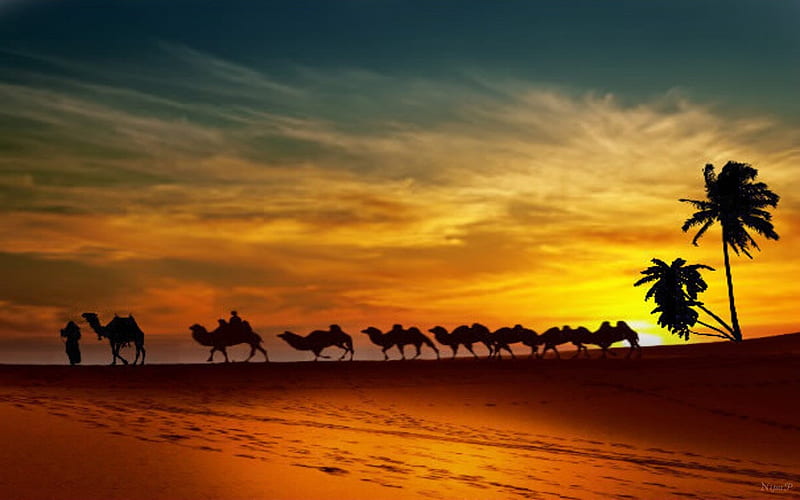 sunset in the desert, journey, desert, Palm tree, camels, sunset, Bedouins, HD wallpaper