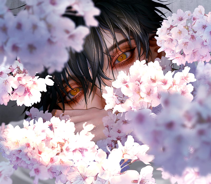 Anime, Boy, Blossom , Stare, HD wallpaper