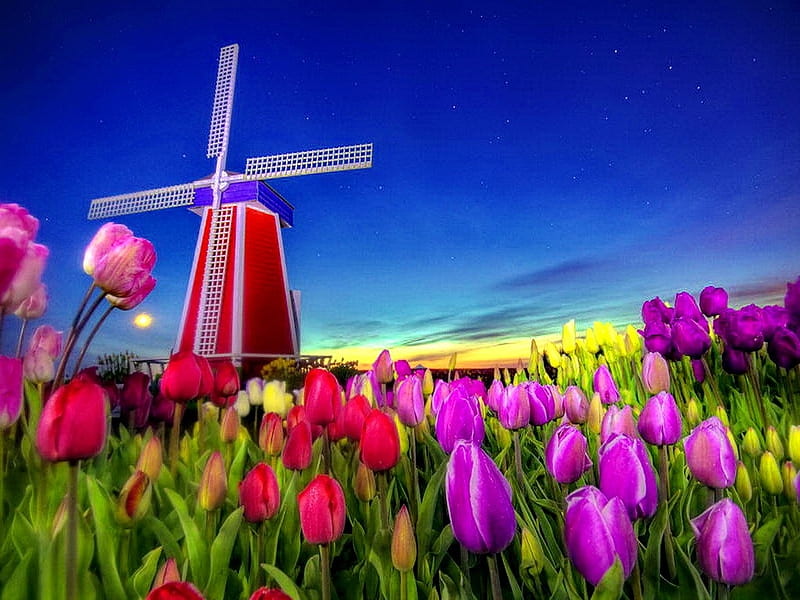 Dutch Tulips and Windmill, windmill, mill, dutch, wind, sky, farm, bright, flowers, tulips, nature, pink, HD wallpaper
