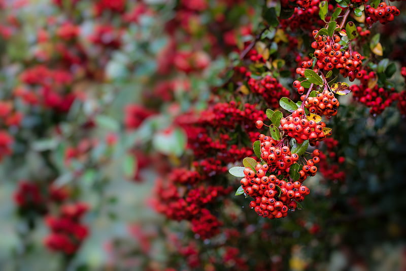 berry, mountain ash, red, leaves, branch, HD wallpaper