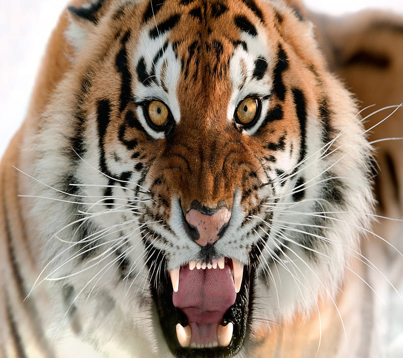 tiger roaring, 2160x1920, HD wallpaper