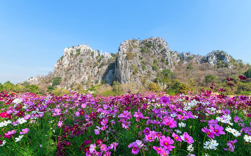 Cosmos flower in mountain, hills, field, cosmos, meadow, peak, rocks, summewr, colorful, beautiful, wildflowers, HD wallpaper