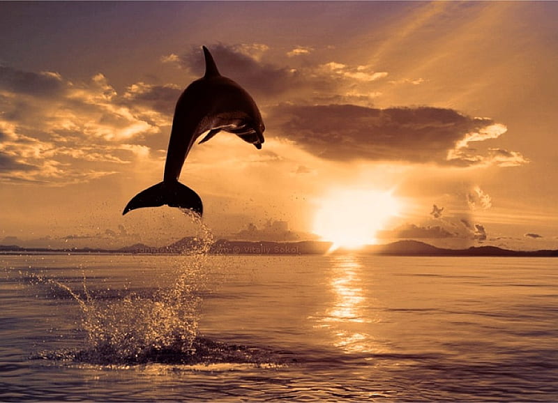 Dolphins Jump, cool, dolphins, bonito, sunset, jump, HD wallpaper