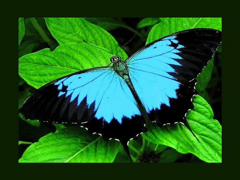 Queen of beauty, Morpho, leaves, butterfly, black, blue, HD wallpaper