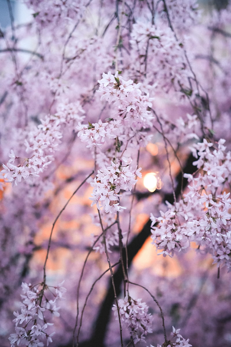 flowers, petals, branches, spring, macro, pink, HD phone wallpaper