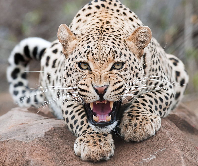 leopard, grin, predator, beast, wildlife, HD wallpaper