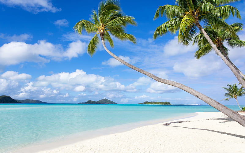 tropical islands, palm trees, beach, ocean, blue lagoon, seascape, HD wallpaper