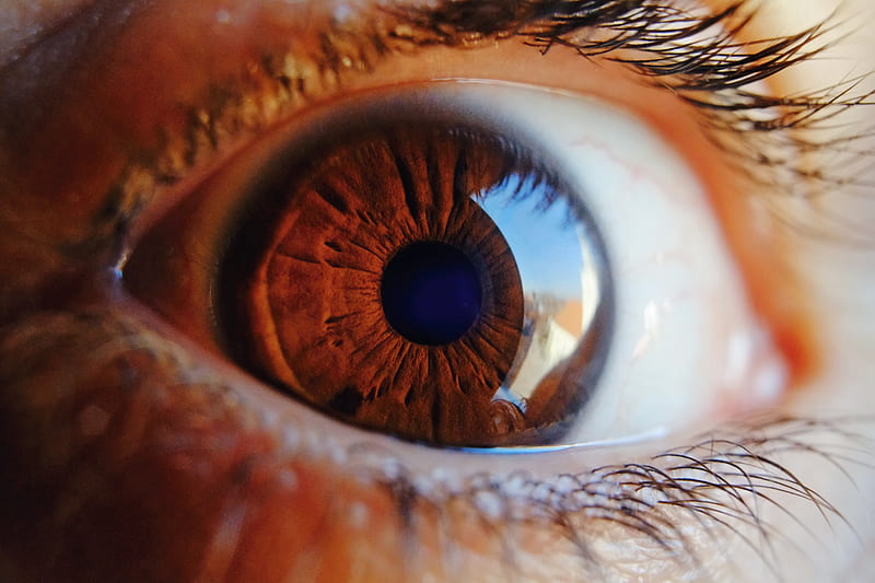 eye, pupil, close up, brown, highlight, HD wallpaper