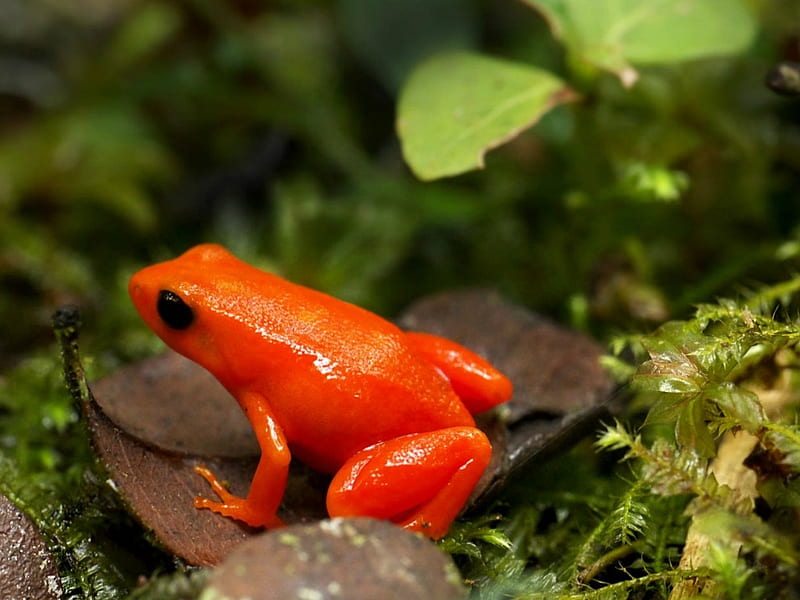 GOLDEN MANTELLA FROG MANTELLA FROG GOLDEN HD   Peakpx   HD   Golden Mantella Frog Mantella Frog Golden 