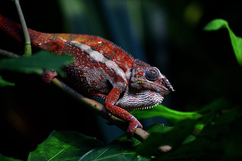 chameleon, reptile, red, branch, exotic, HD wallpaper