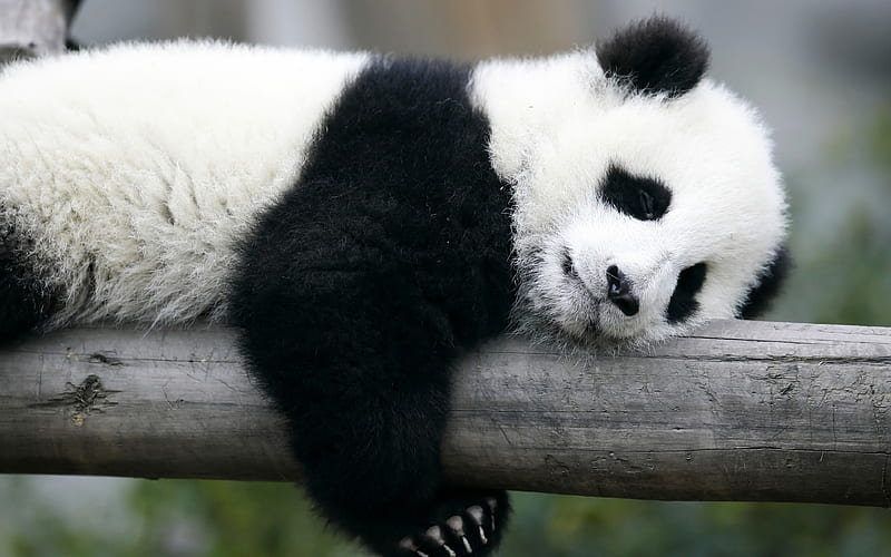 Sleeping panda cute animals, panda, Ailuropoda melanoleuca, panda on  branch, HD wallpaper | Peakpx