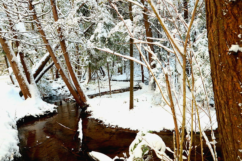 Brown Trees Covered With Snow During Daytime, Hd Wallpaper 