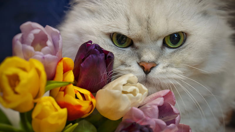 Yellow Eyes White Cat Is Sitting Near Colorful Flowers Cat, HD wallpaper