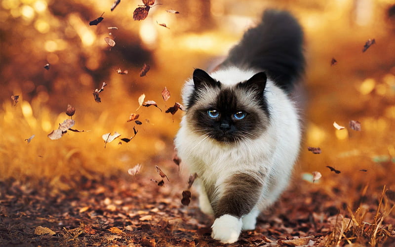cat, autumn, yellow leaves, white cat, HD wallpaper