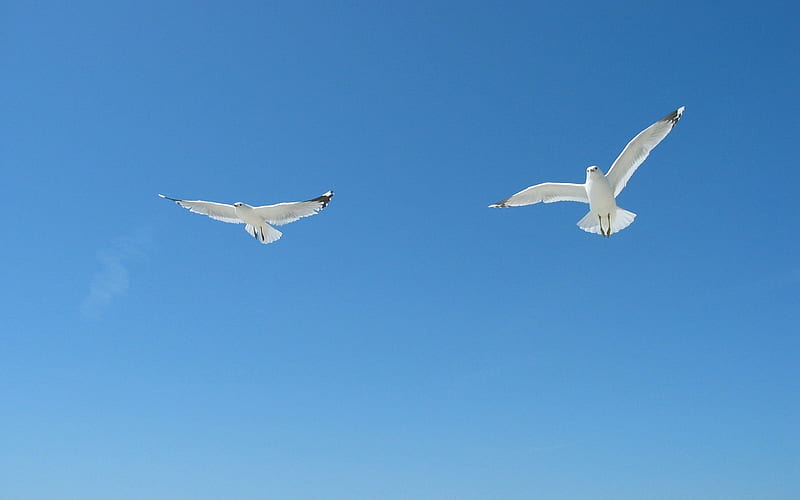 Seagulls in the Sky, birds, sky, seagulls, blue, HD wallpaper