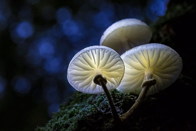 HD glowing mushroom wallpapers | Peakpx