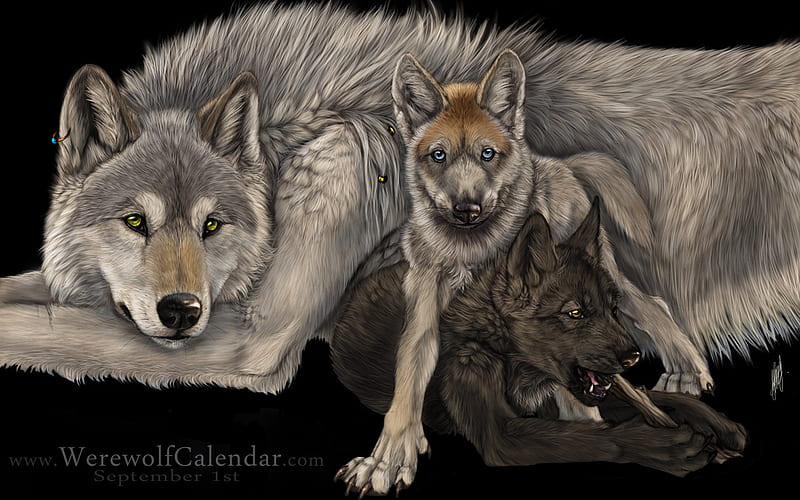 LOKI THIS ONES FOR YOU MY FRIEND beautiful, wolves, gorgeous, HD wallpaper