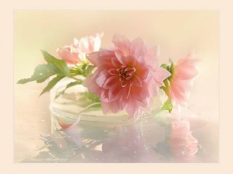 soft pink, glass, still, flower, flowers, nature, pink, dahlia, HD wallpaper