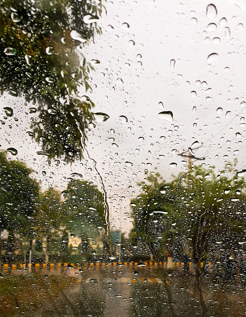 Rainy, rain, season, tree, HD phone wallpaper