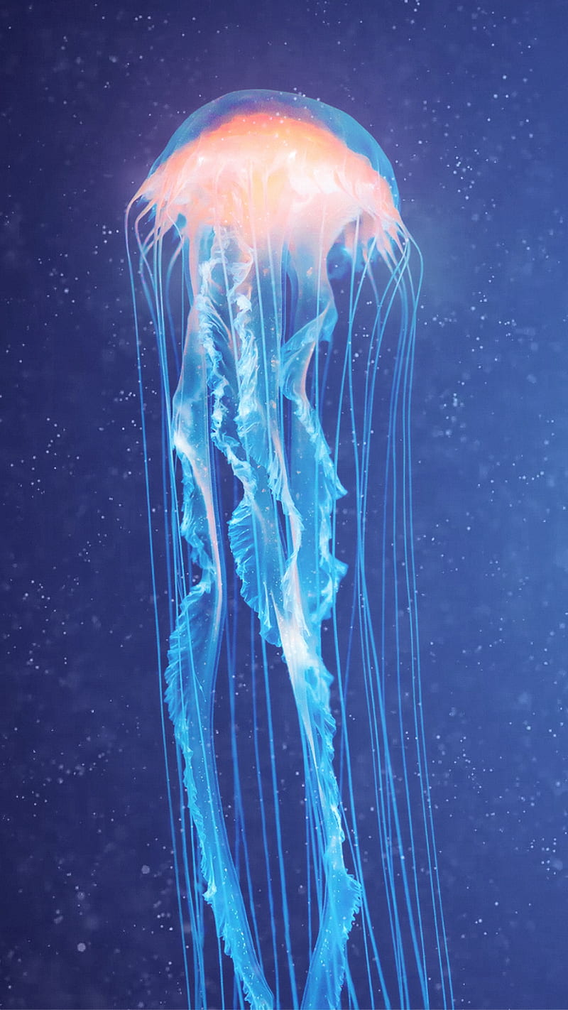 jellyfish flow, animal, blue, bubbles, fish, jellyfish, sea, trippy, underwater, water, HD phone wallpaper