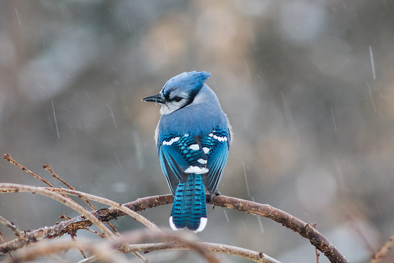 bird, tail, feathers, branch, blue, HD wallpaper