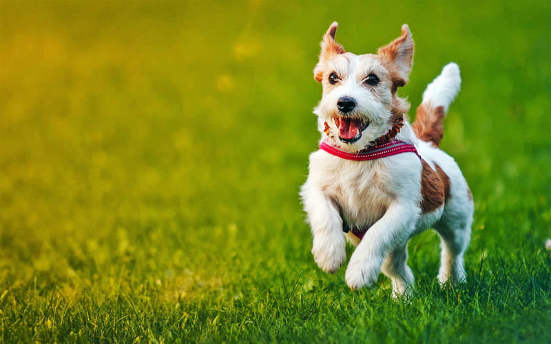 Jack Russell Terrier, lawn, pets, running dog, puppy, dogs, cute animals, Jack Russell Terrier Dog, HD wallpaper
