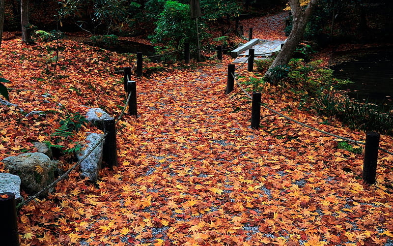 Alley-Enkoji Temple Autumn, HD wallpaper