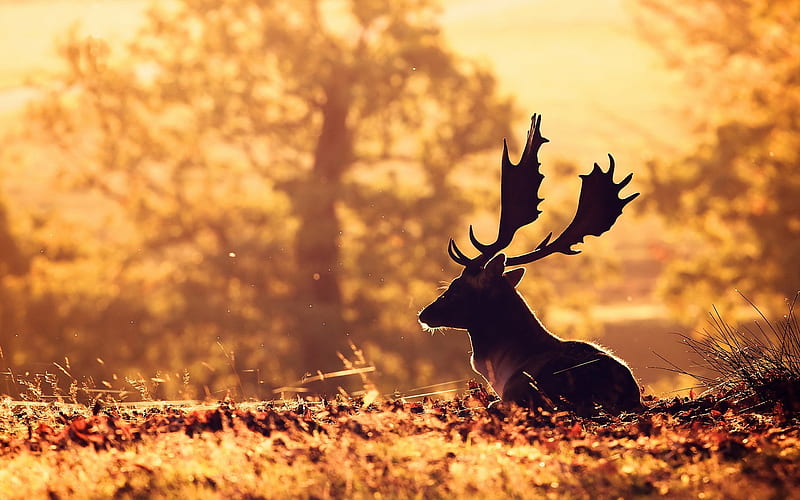 Deer, deer, forest, animals, HD wallpaper