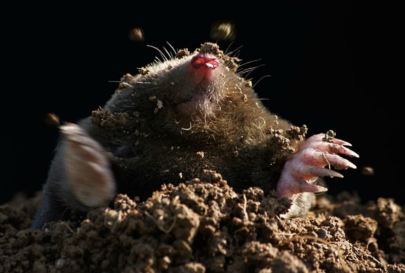 Mole in the hole, dirt, cute, mole, animal, HD wallpaper