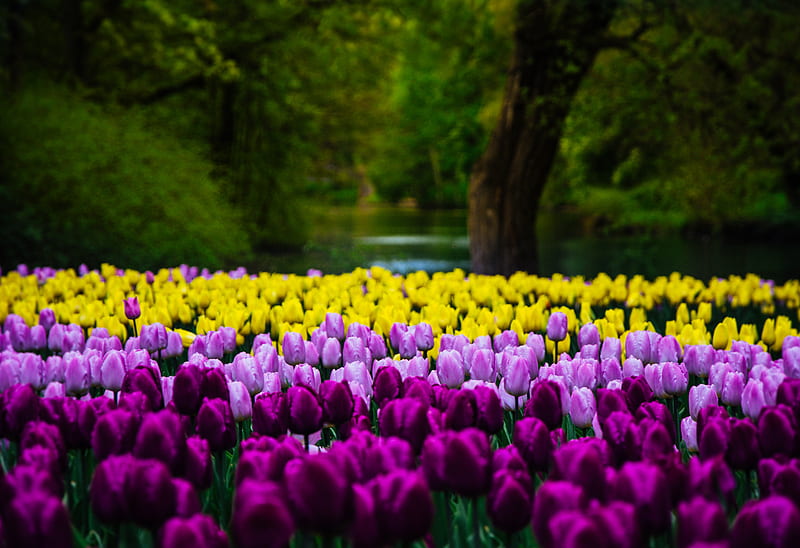 Purple and yellow tulips, HD wallpaper | Peakpx